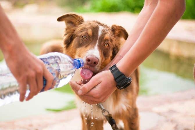 Dog drinking from a water bottle