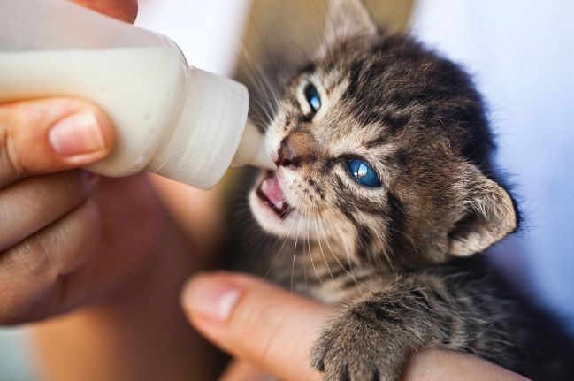 A kitten being bottle-fed