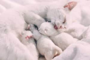 A cat with her litters being breastfed