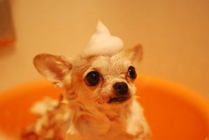 short fur dog taking a bath