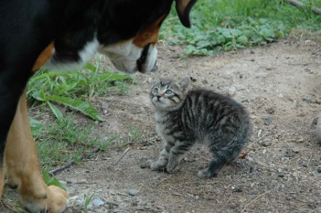 Scared cat with a dog as the trigger