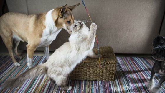 A dog and a cat playing