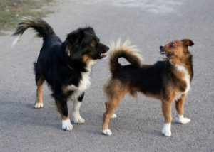 Two dogs showing aggression at each other