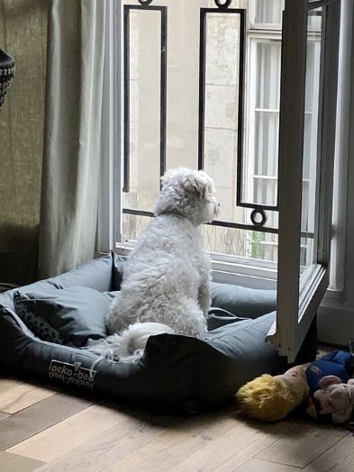 Dog peeking at a window