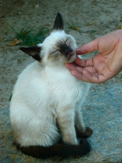 A cat being petted by the chin