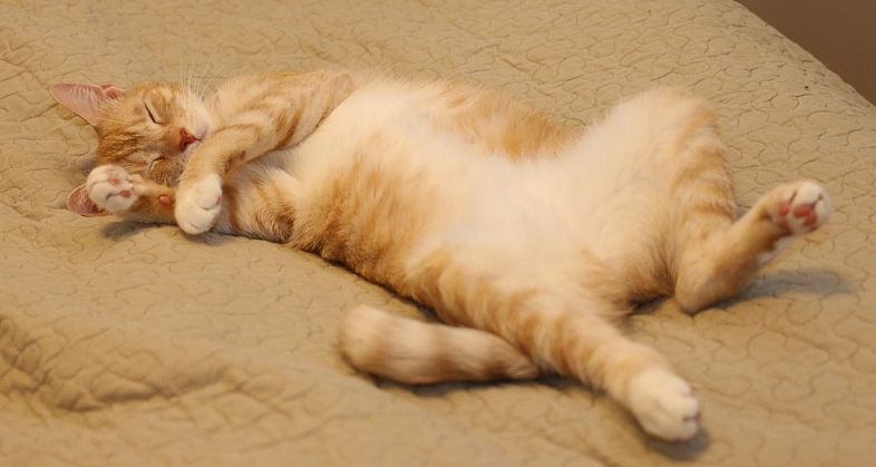 A cat laying on its back sleeping