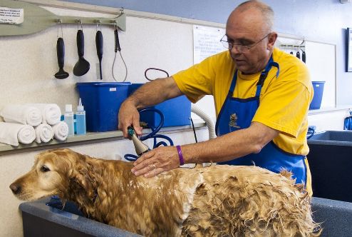 A dog being bathed by a groomer
