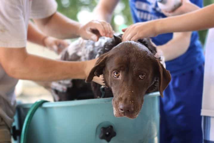 A dog being bathed with hose