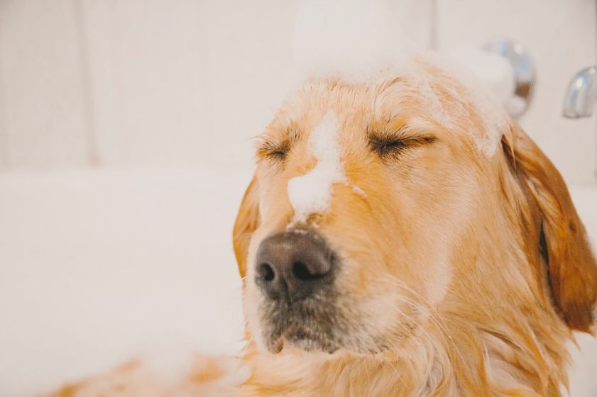 A dog closing his eyes because of the soap