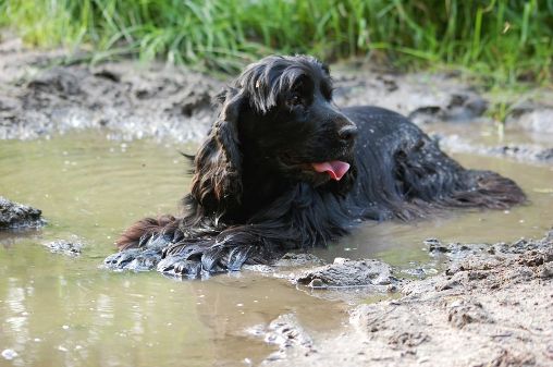 A dog playing in the puddle of mud