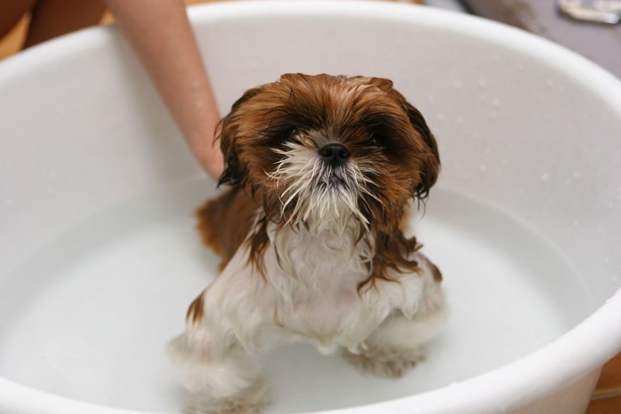 A small dog in a tub