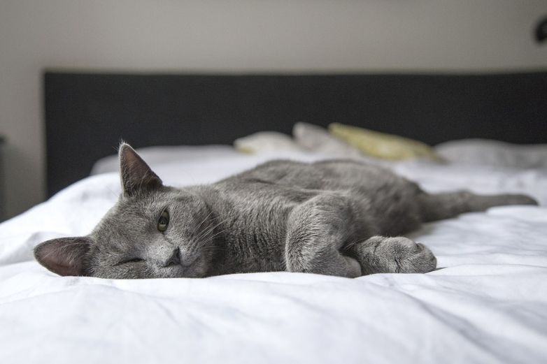 Cat on a bed