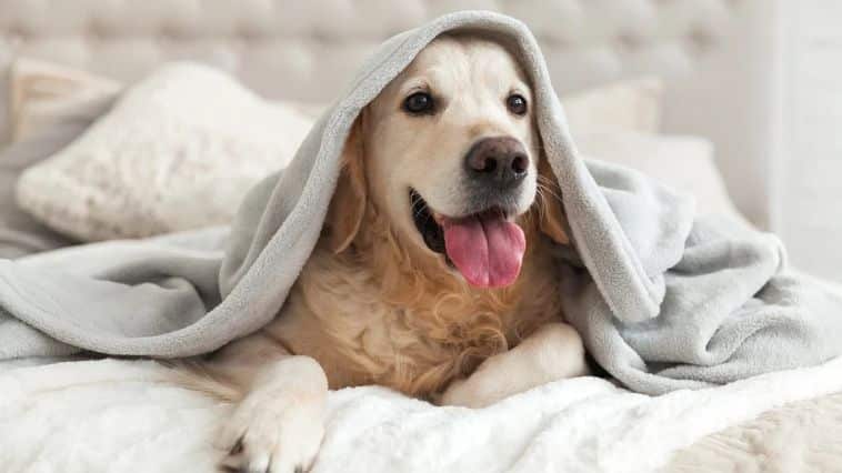 Dog on a bed snuggled with a blanket