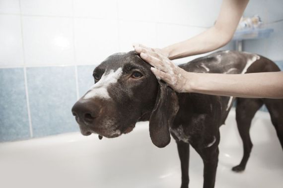 How To Give Your Dog a Bath at Home