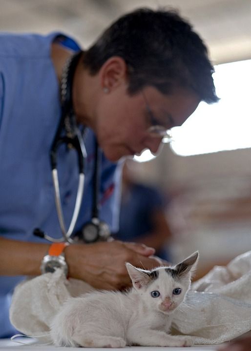 A cat being observed by a vet