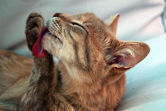 A cat licking her paw