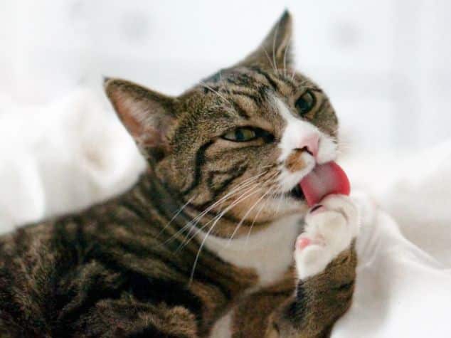 A cat licking its injured paw