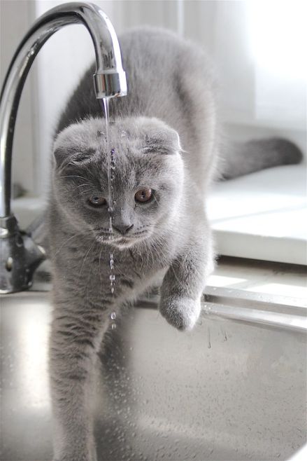 A cat playing with dripping water