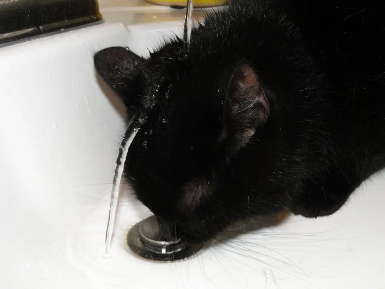 A cat playing with water