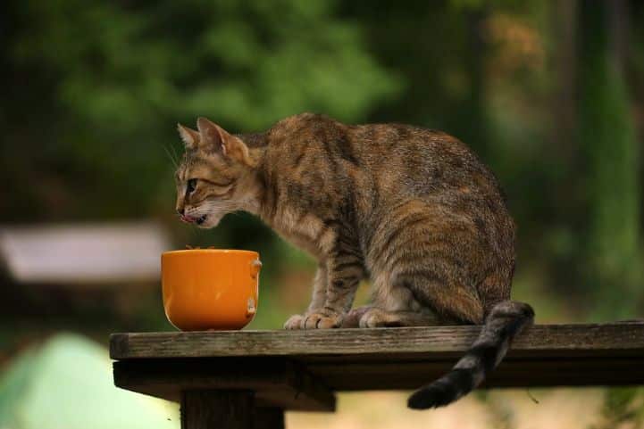 A cat using mug bowl