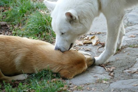 A dog licking another dog
