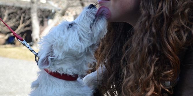 A dog licking her owner