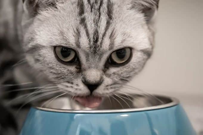 Cat whiskers touching water bowl