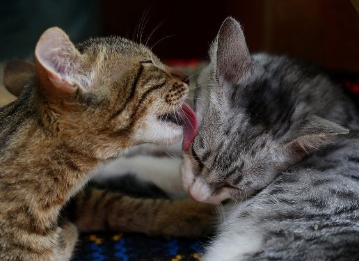 Cats licking each other