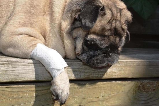 Dog bandage