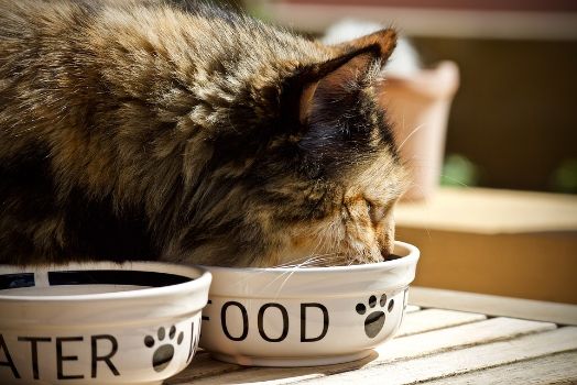 Food bowl near the water bowl