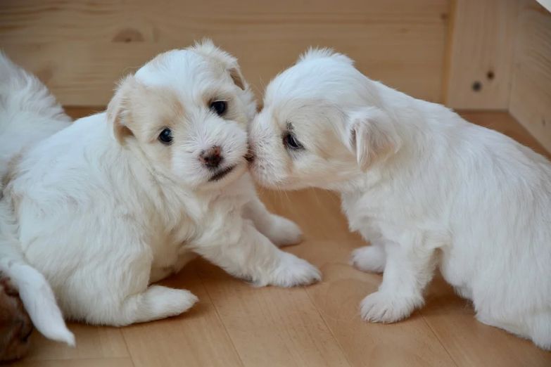 Puppies licking each other