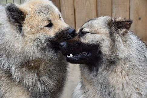 dog licking another dog