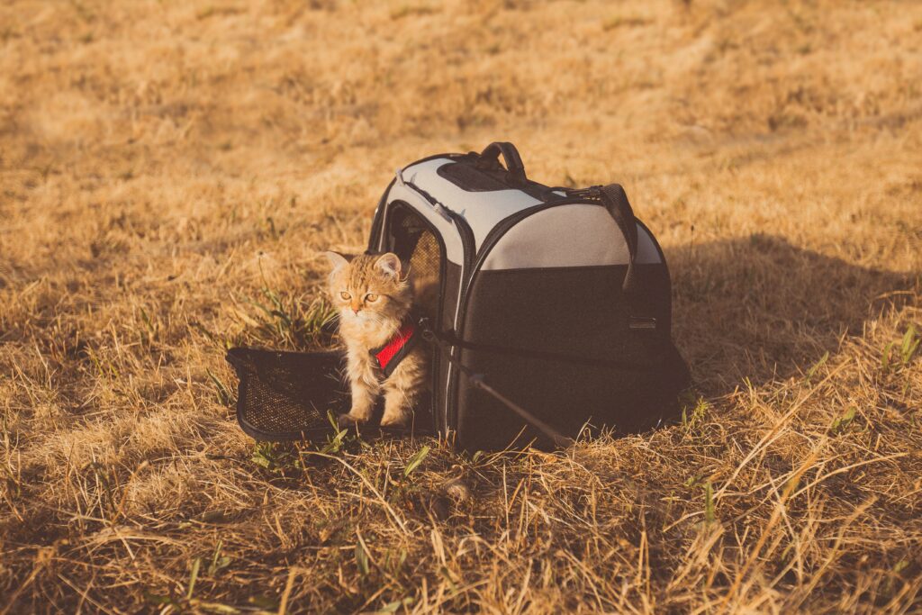 Adventuring with your cat