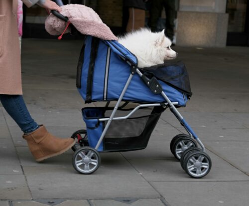 Best Pet Strollers