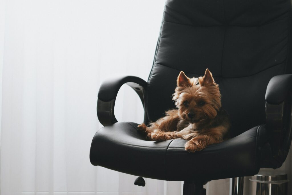 Dog in office