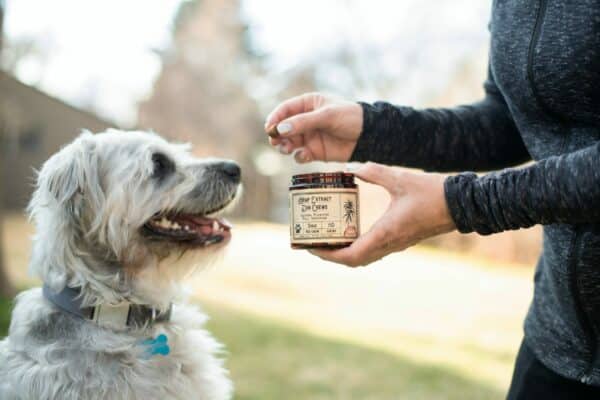 14 best hip and joint supplements for dogs in 2022