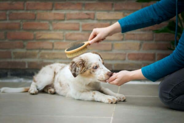 22 Best Dog Brushes in 2022