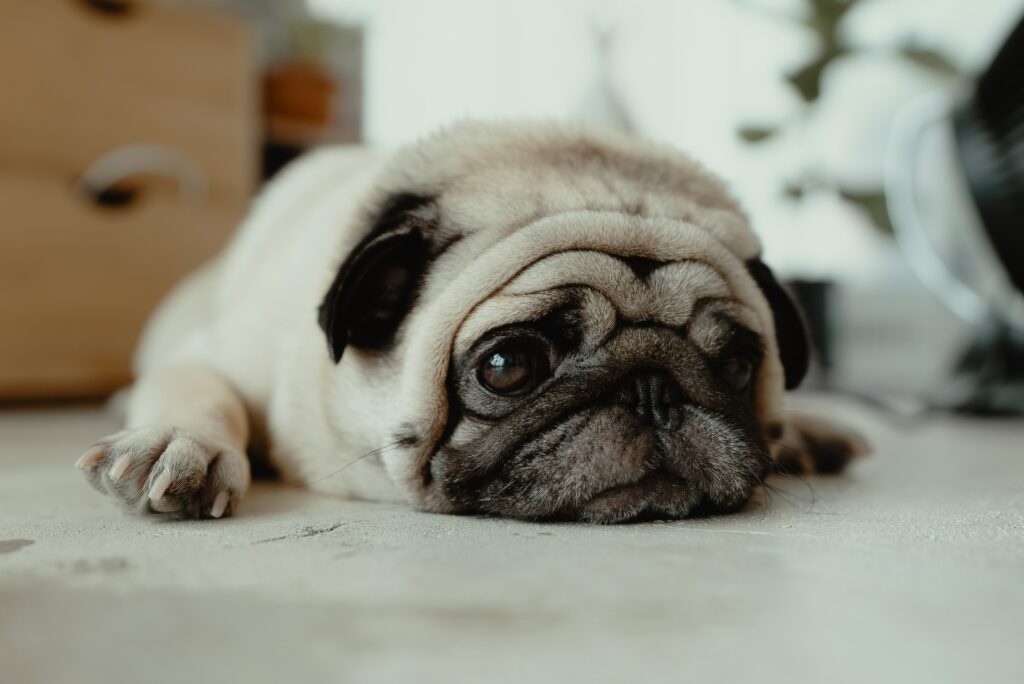 7 health problems with pugs