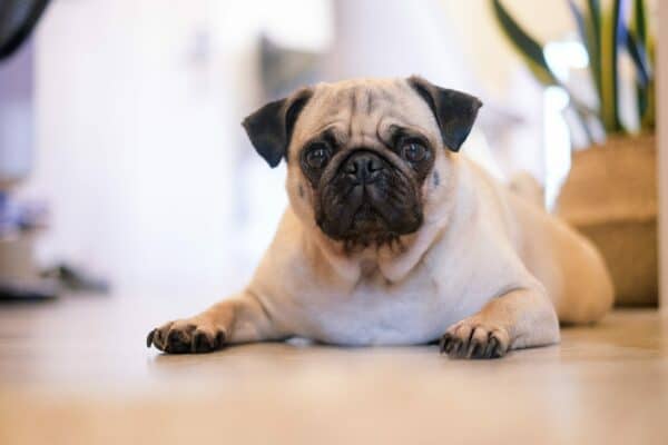 7 health problems in Pugs
