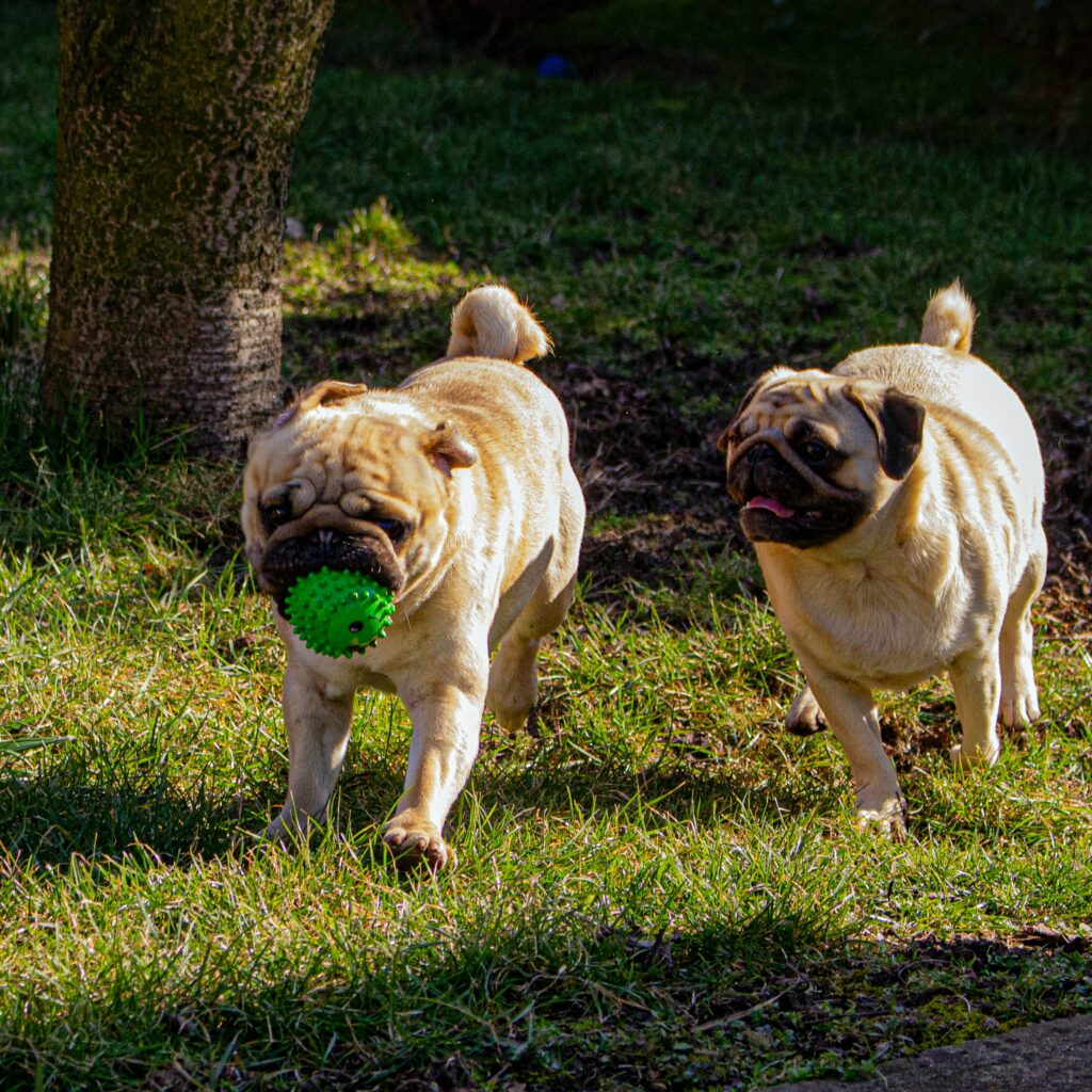 Pugs playing in the field