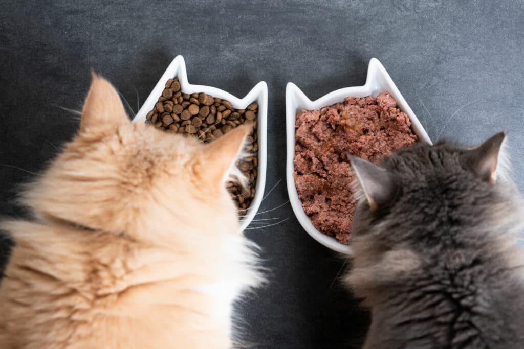 Wet vs dry cat food
