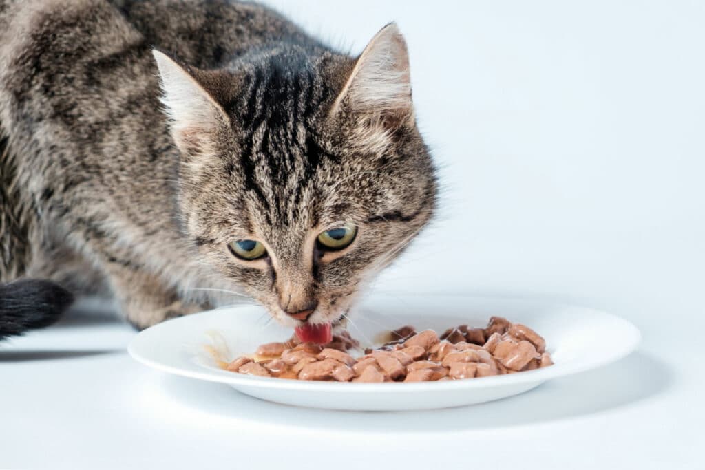 cat eating cat food from a bowl.