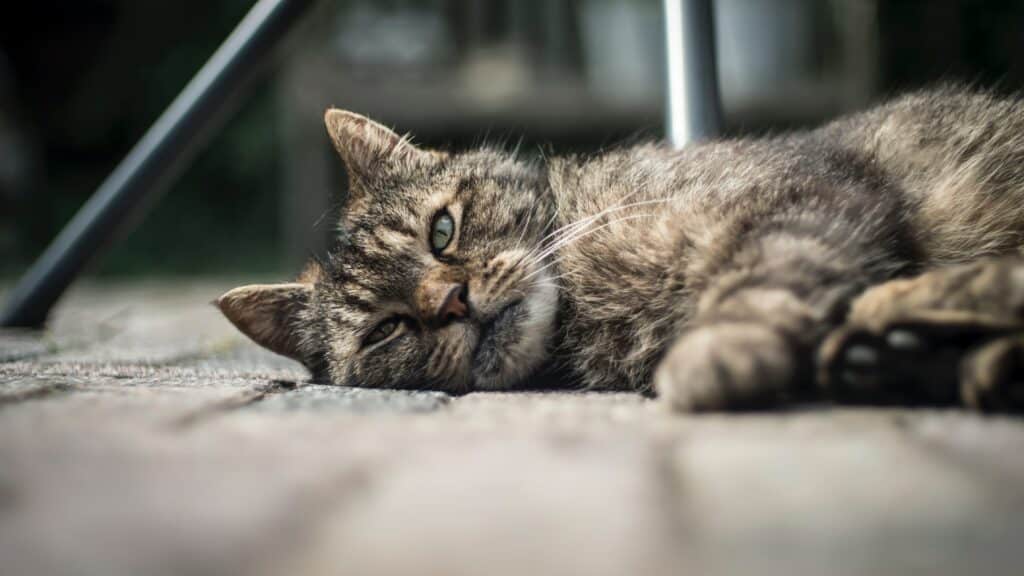 Fatigued Cat