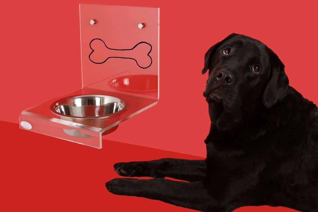 best elevated dog bowls in 2022