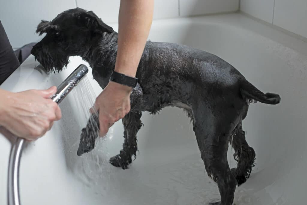 Woman washing her dog