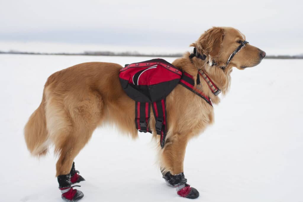 Dog with boots on snow