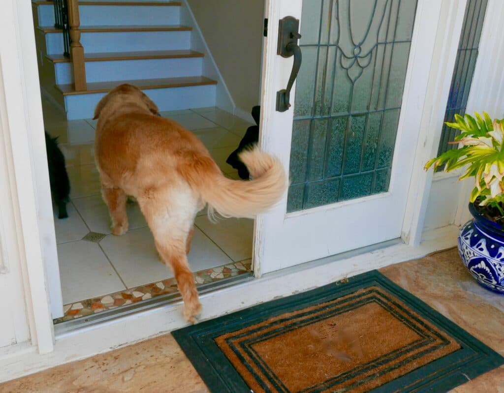 Golden Retriever and Pomeranian playing inside home