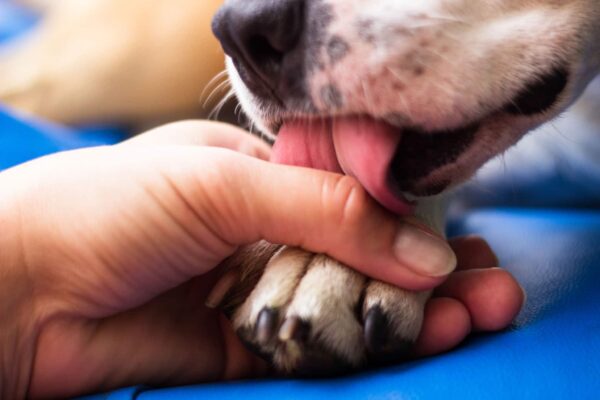 how to clean dogs paws