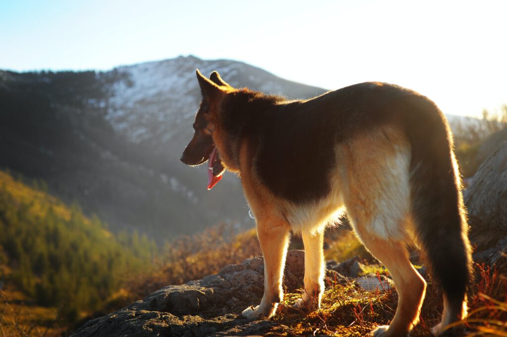 A German Shepherd standing on top of a hill