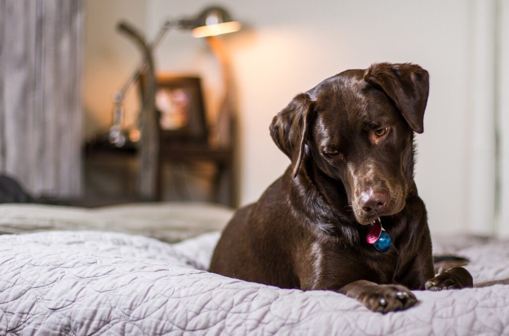 A black Labrador on a bed